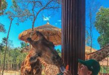 Vinpearl Safari phú quốc có gì chơi? Kinh nghiệm đi Safari Phú Quốc trong 1 ngày vinpearl Safari Phú Quốc